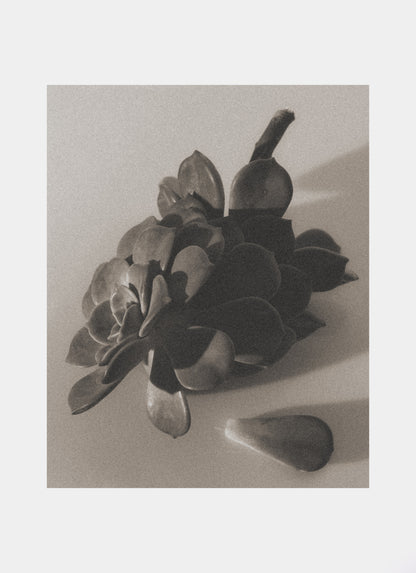 faded 003