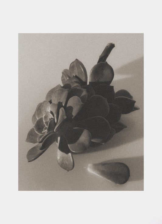 faded 003